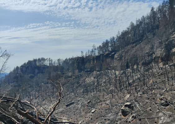 Klimawandel: Der nächste Waldbrandsommer?